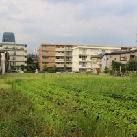 西東京市柳沢5-3の売買物件/計画地：現地は畑と駐車場。撮影：丹下恵実