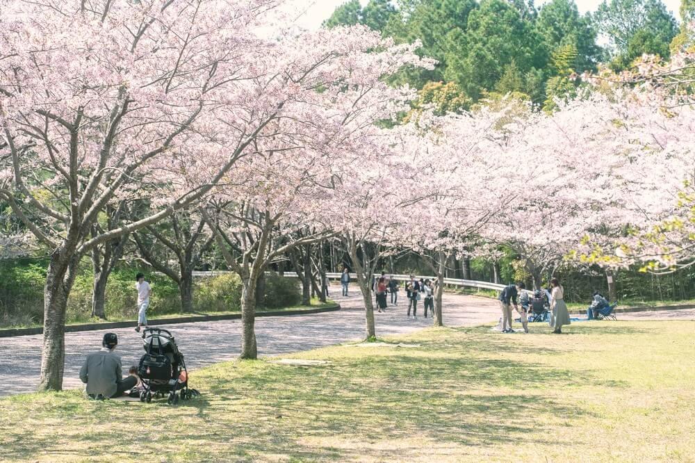 静岡県沼津市足高の賃貸物件/桜も