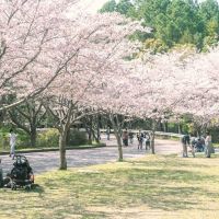静岡県沼津市足高の賃貸物件/桜も