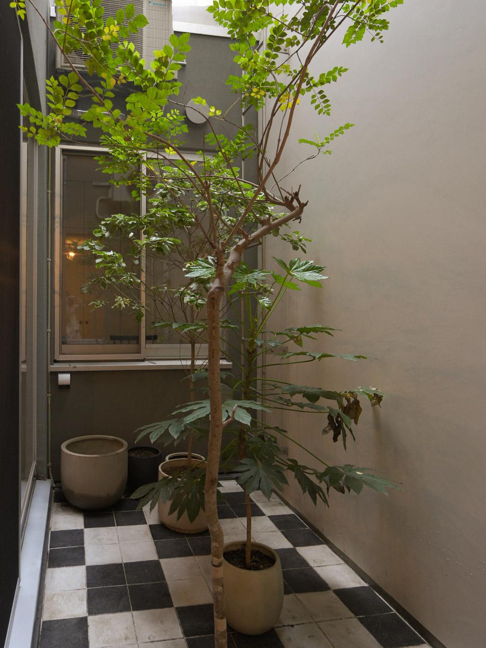 渋谷区上原の売買物件/中庭。植栽はこのまま引き継いでいただければ