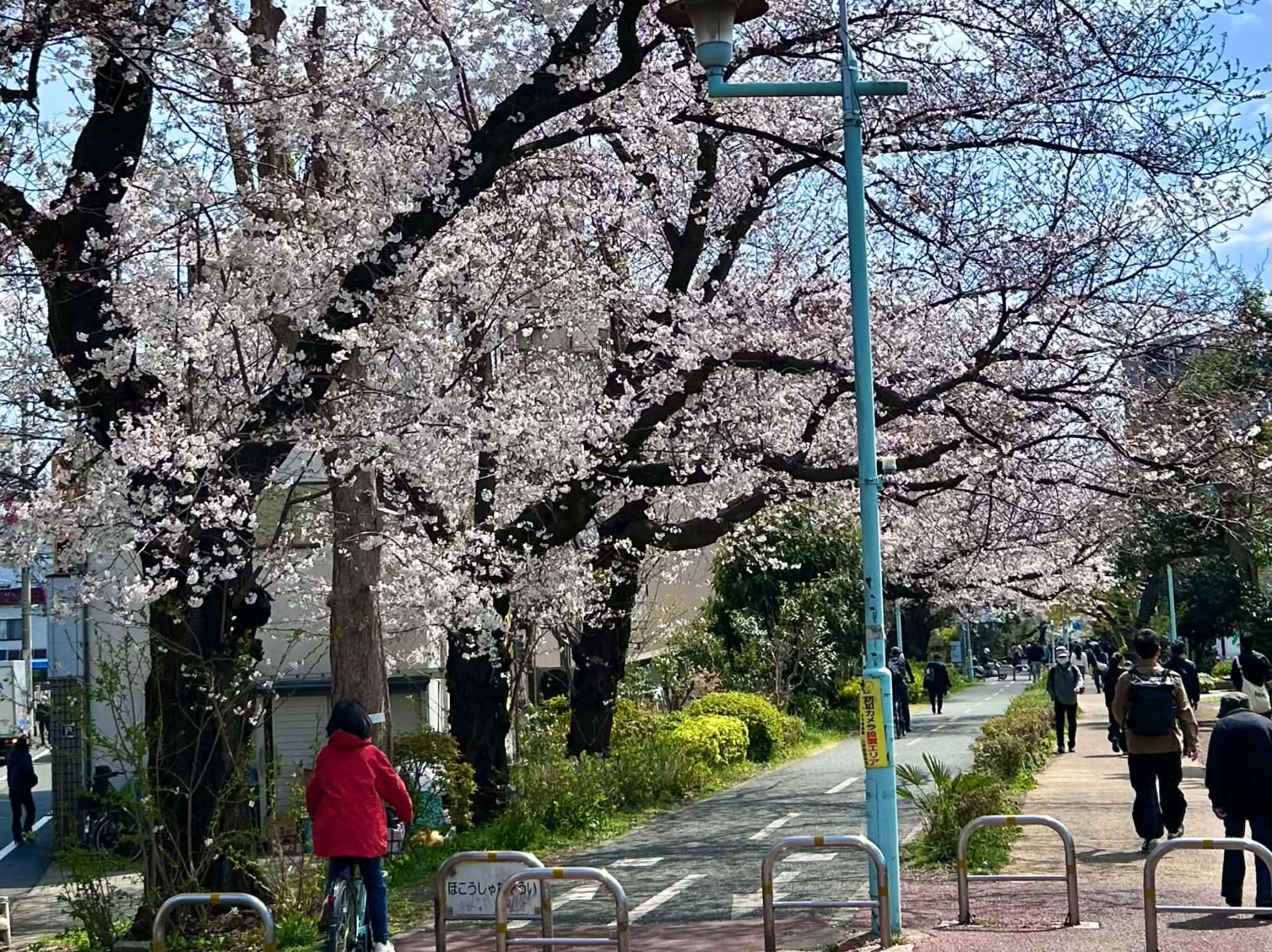 小平市花小金井の賃貸物件/グリーンロード（桜の時期）