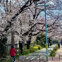 小平市花小金井の賃貸物件/グリーンロード（桜の時期）