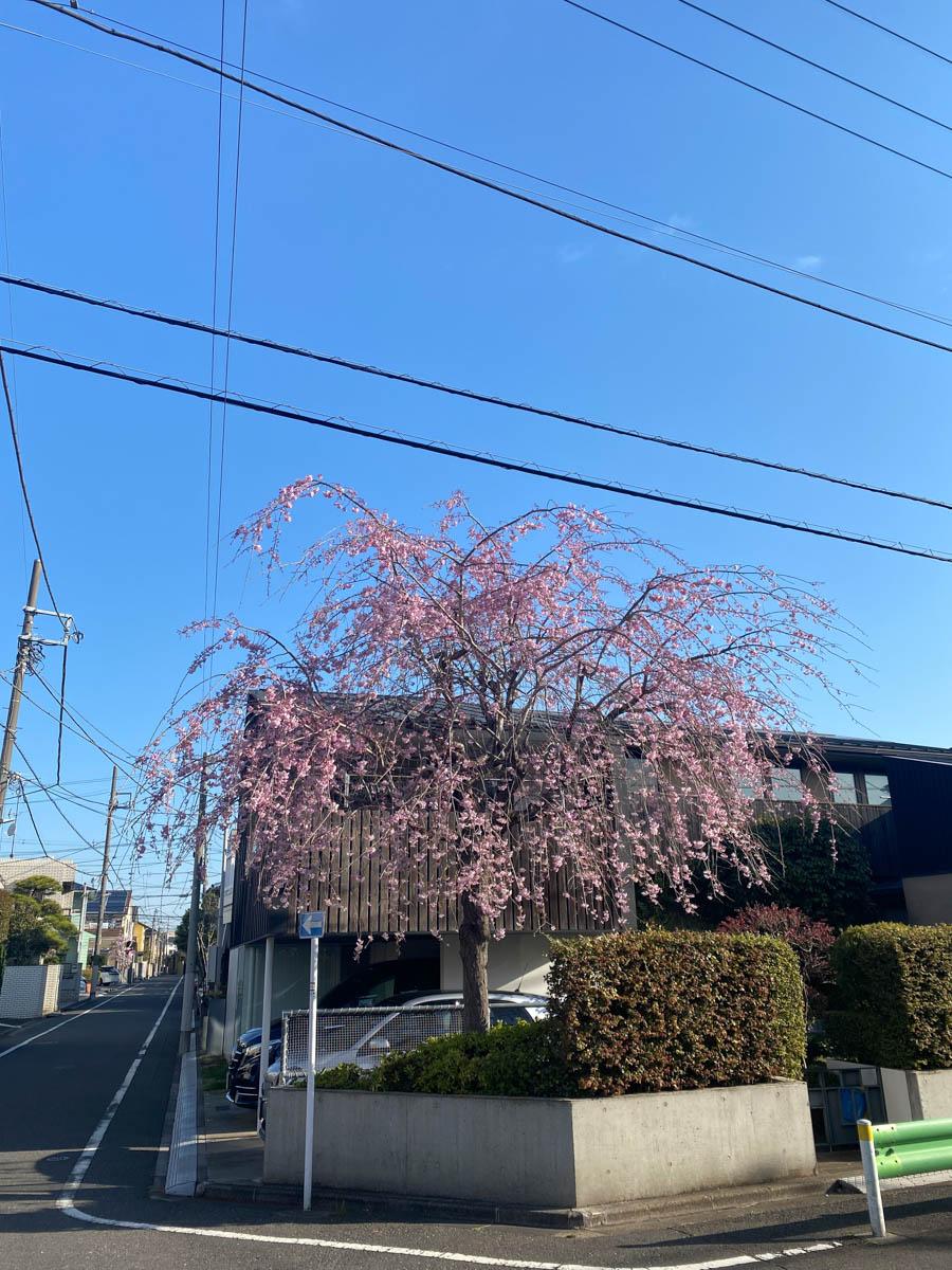 杉並区下井草の賃貸物件/バルコニー側には大きな枝垂れ桜。春は家の中から毎日お花見ができます