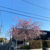 杉並区下井草の賃貸物件/バルコニー側には大きな枝垂れ桜。春は家の中から毎日お花見ができます
