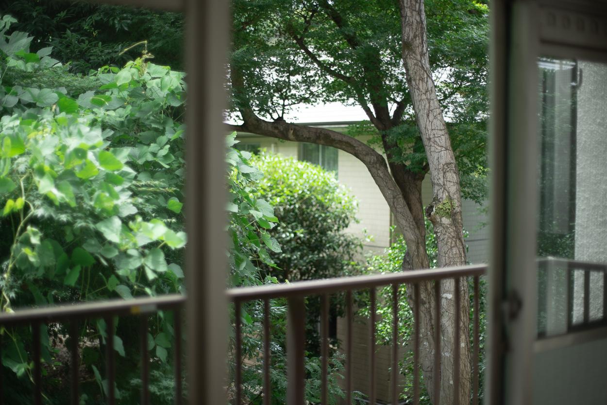 小金井市桜町の賃貸物件/窓から緑を眺める