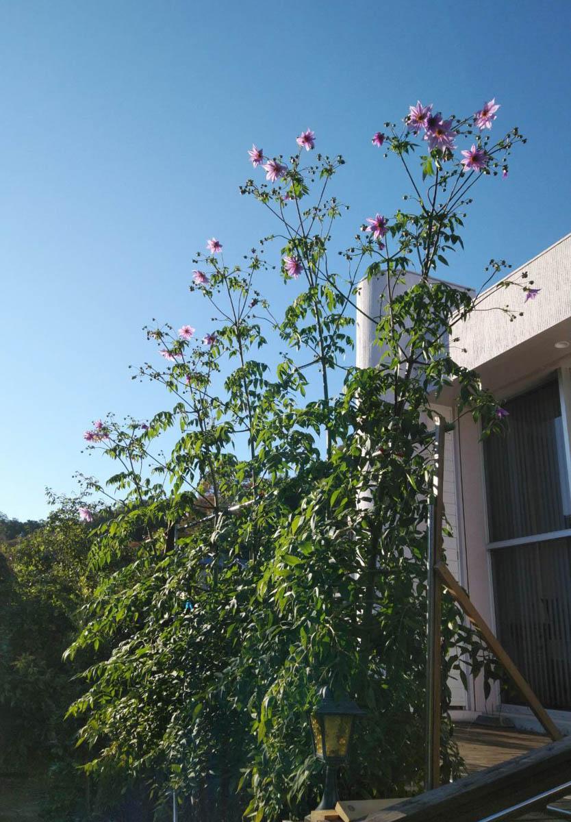  静岡県伊豆市修善寺の売買物件/デッキの脇にはダリアの花も植えられています。お花が咲き、きれい