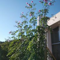  静岡県伊豆市修善寺の売買物件/デッキの脇にはダリアの花も植えられています。お花が咲き、きれい