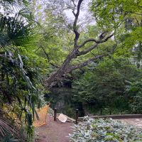 文京区小石川の賃貸物件/占春園の中では、珍しい野鳥を見つけるのも楽しみの1つ