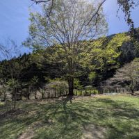 群馬県藤岡市三波川の売買物件/校庭に立つ大きな木。木陰も気持ちよさそう