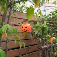 目黒区平町の賃貸物件/共用部の植栽には、ハロウィン仕様のかわいらしい飾り付け