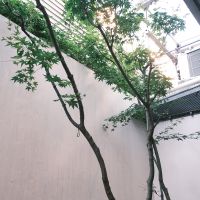 調布市若葉町の売買物件/庭のシンボルツリー