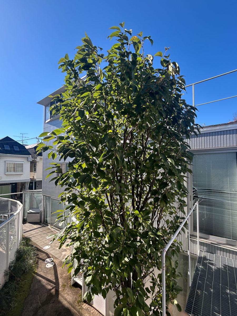 中野区上高田の賃貸物件/玄関前には桜の木が植っています