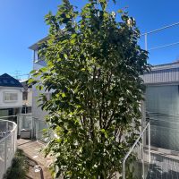 中野区上高田の賃貸物件/玄関前には桜の木が植っています