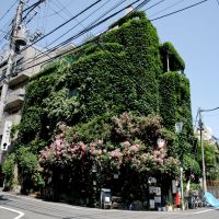 北区赤羽の賃貸物件/バラの時期はこんなにも咲きます